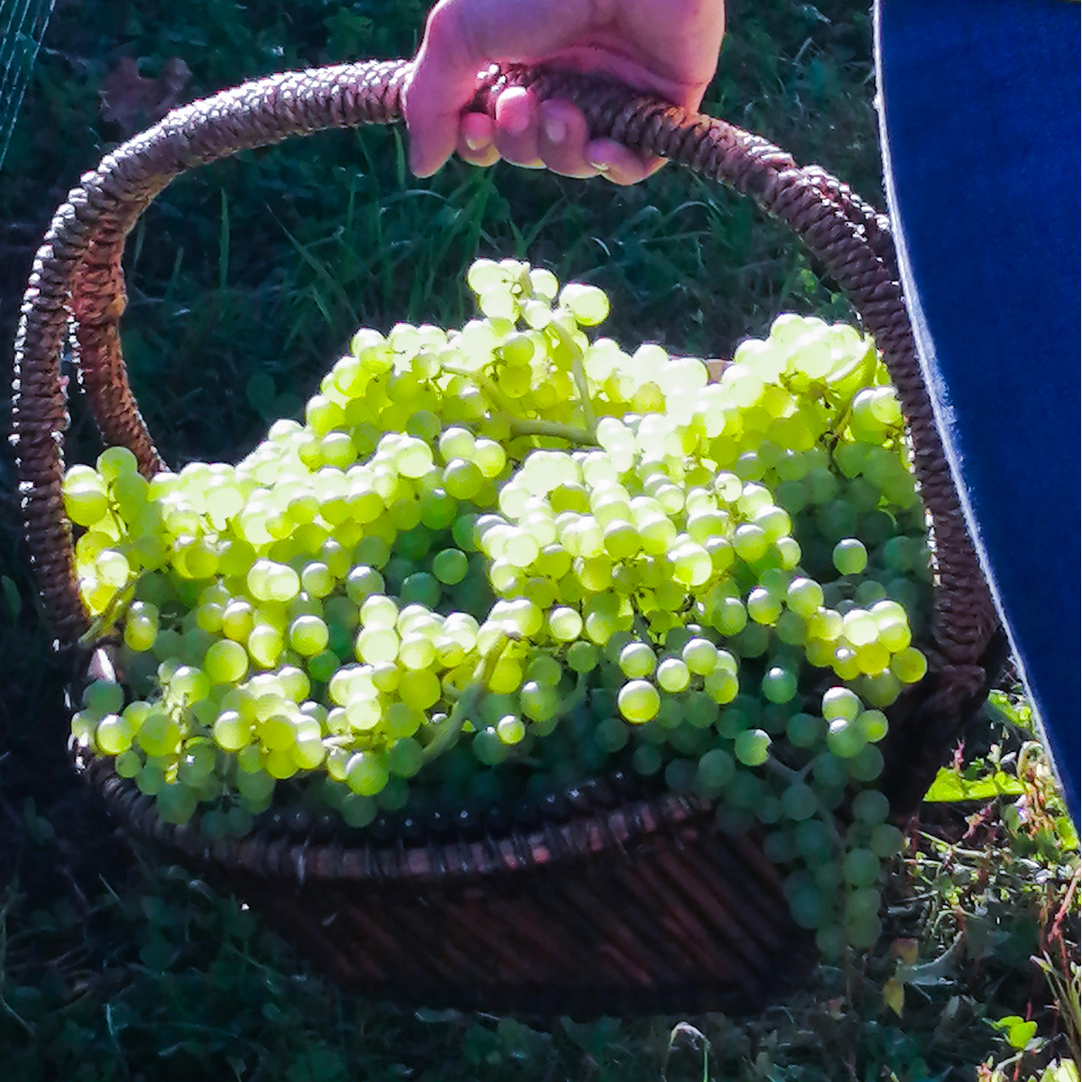 Notre savoirfaire Domaine SainteFamille